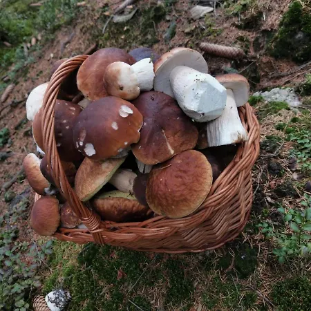 Affittacamere U Pejska A Kocicky