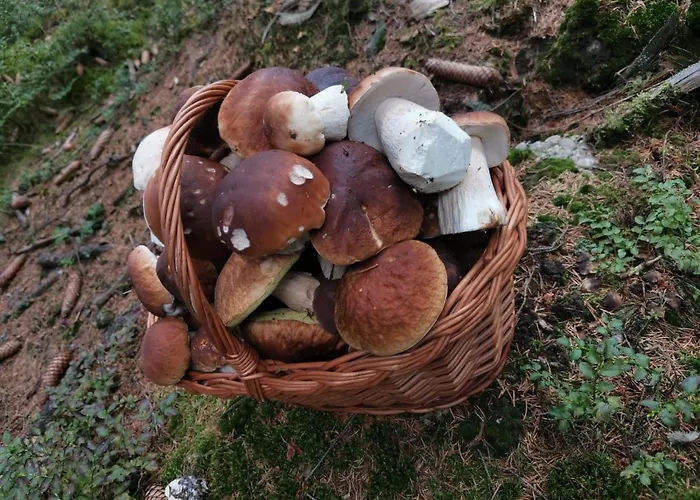 Affittacamere U Pejska A Kocicky