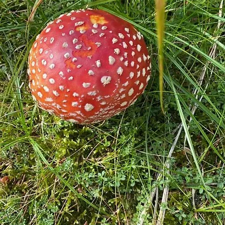 Guest house Hostinec U Pejska A Kocicky 3*