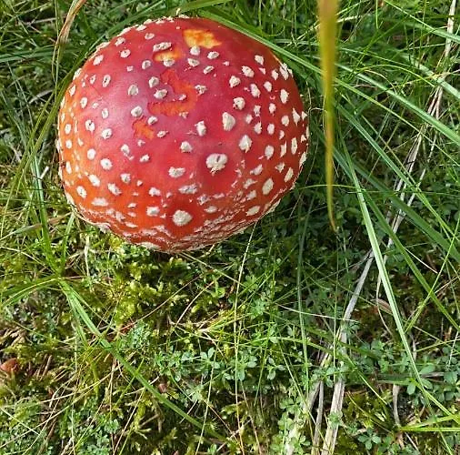 Pensión U Pejska A Kocicky 3*